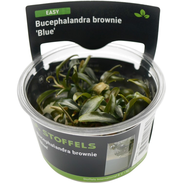 Planta acvariu Stoffels Bucephalandra brownie Blue in vitro - imagine 5